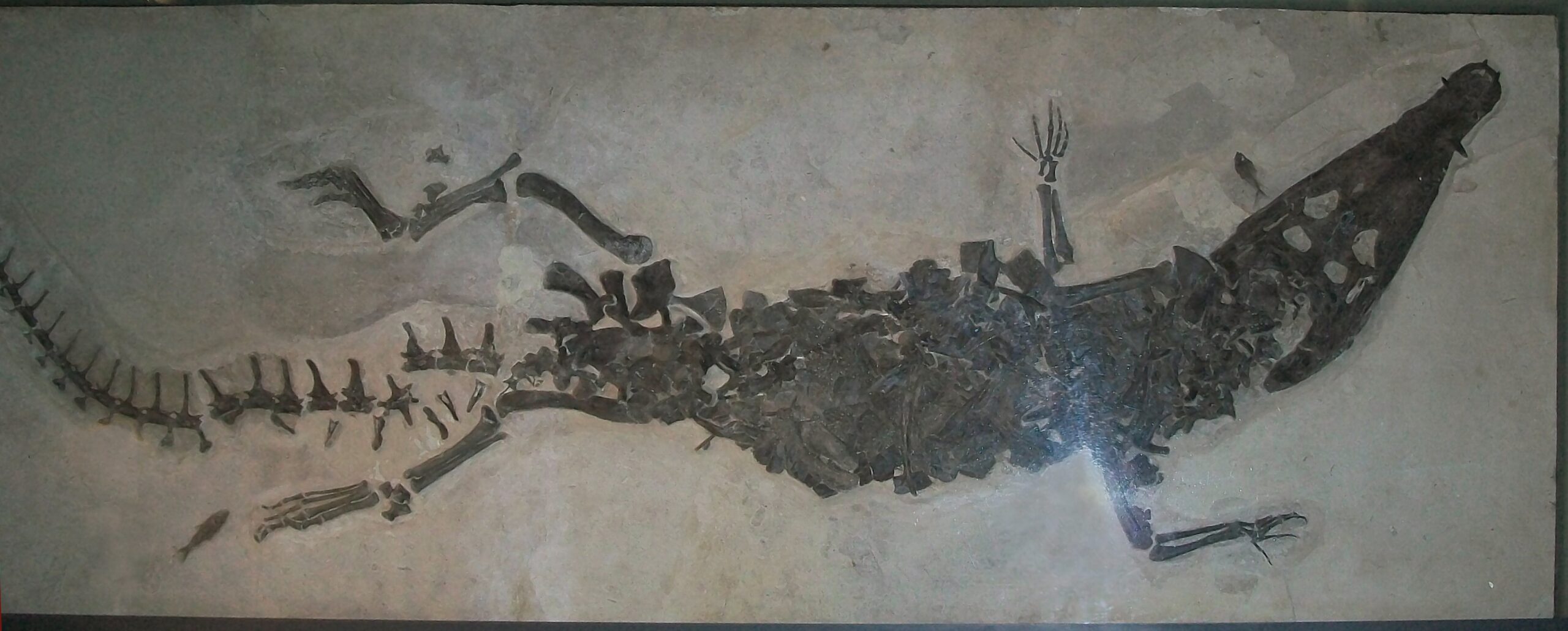 The Discovery That Changed Everything (image credits: wikimedia)