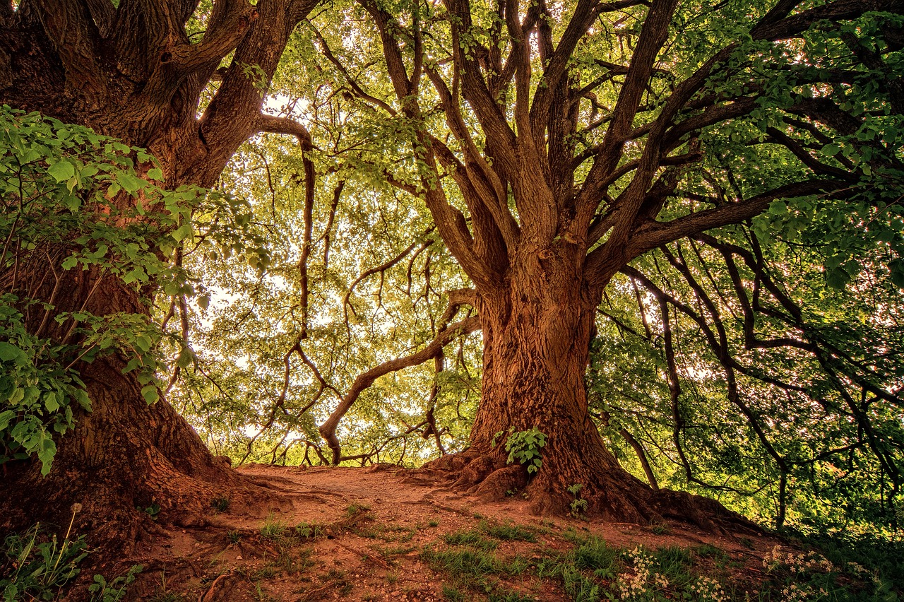 Environmental Awareness Through Ancient Eyes (image credits: pixabay)