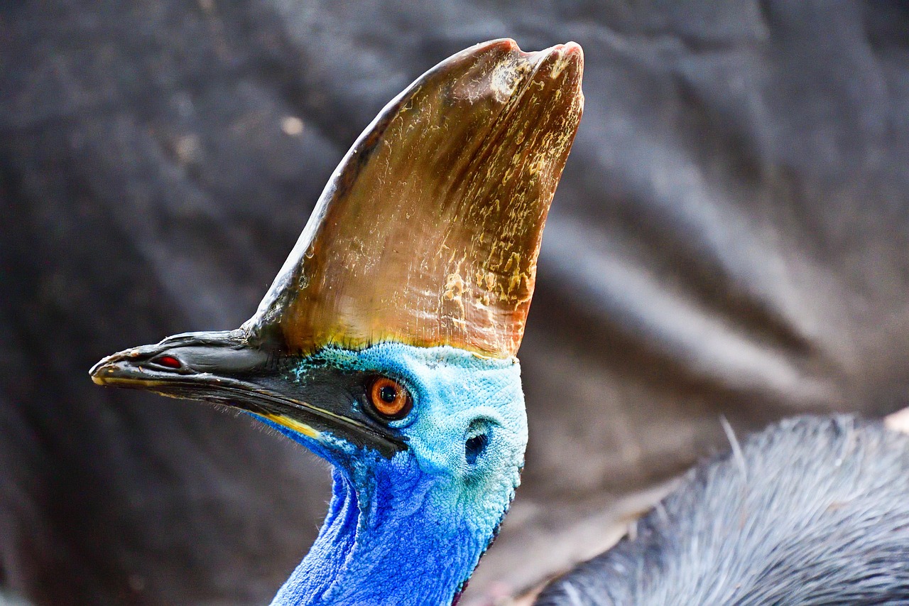 Modern Dinosaur Descendants (image credits: pixabay)