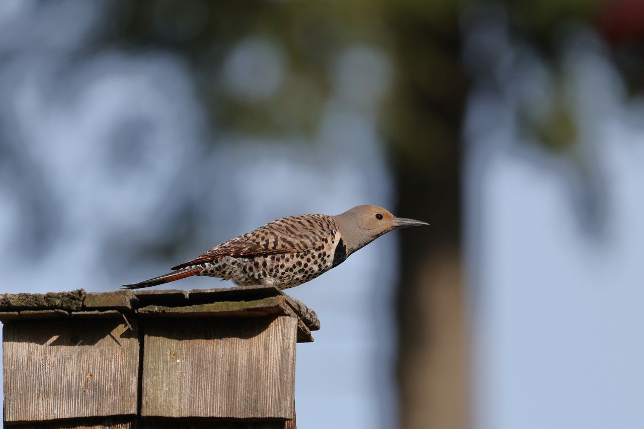 Modern Birds: Living Dinosaurs in Our Backyards (image credits: pixabay)