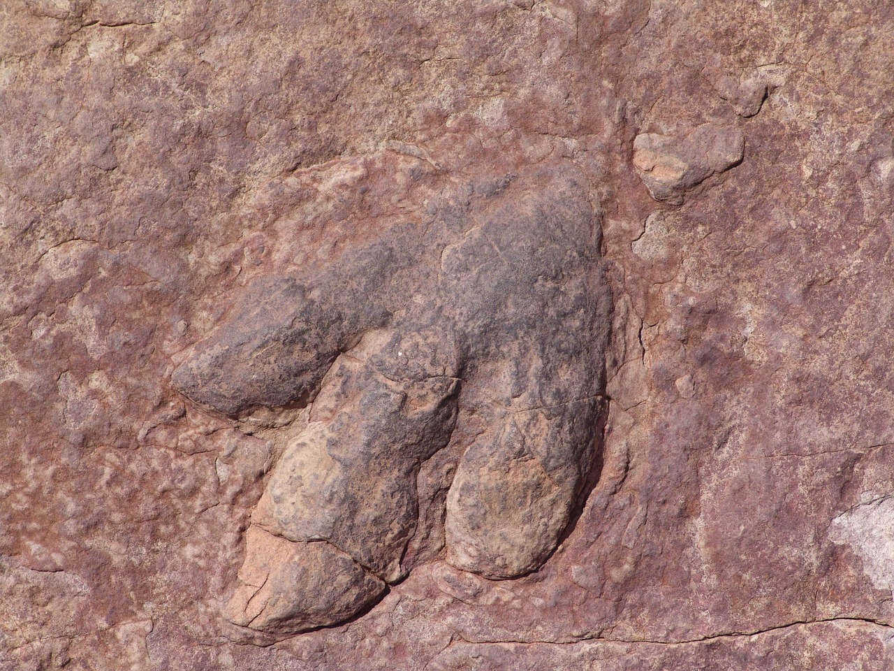 Trace Fossils and Ancient Behavior (image credits: pixabay)