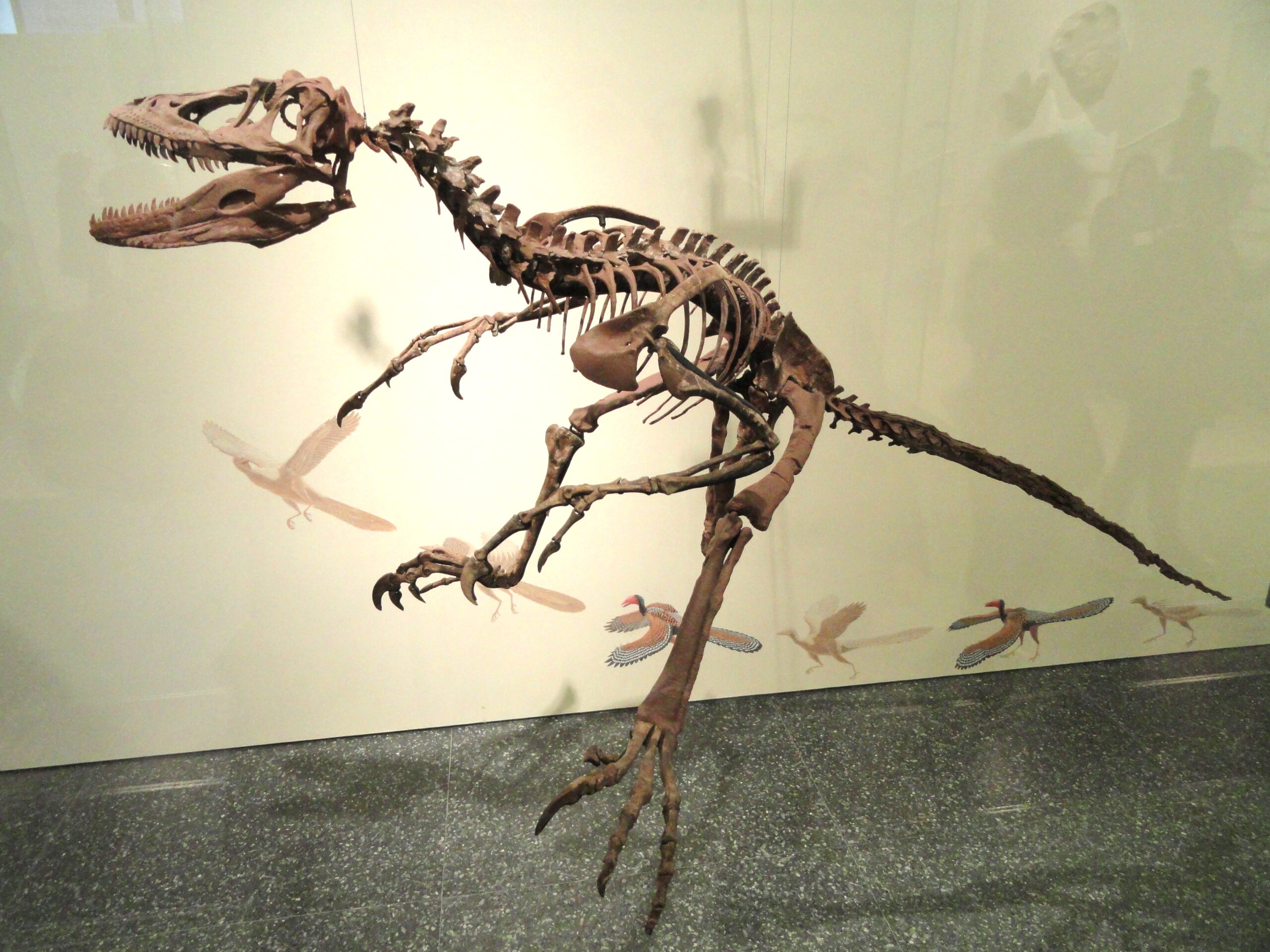 Ancient Predators: The Raptor Gallery (image credits: wikimedia)