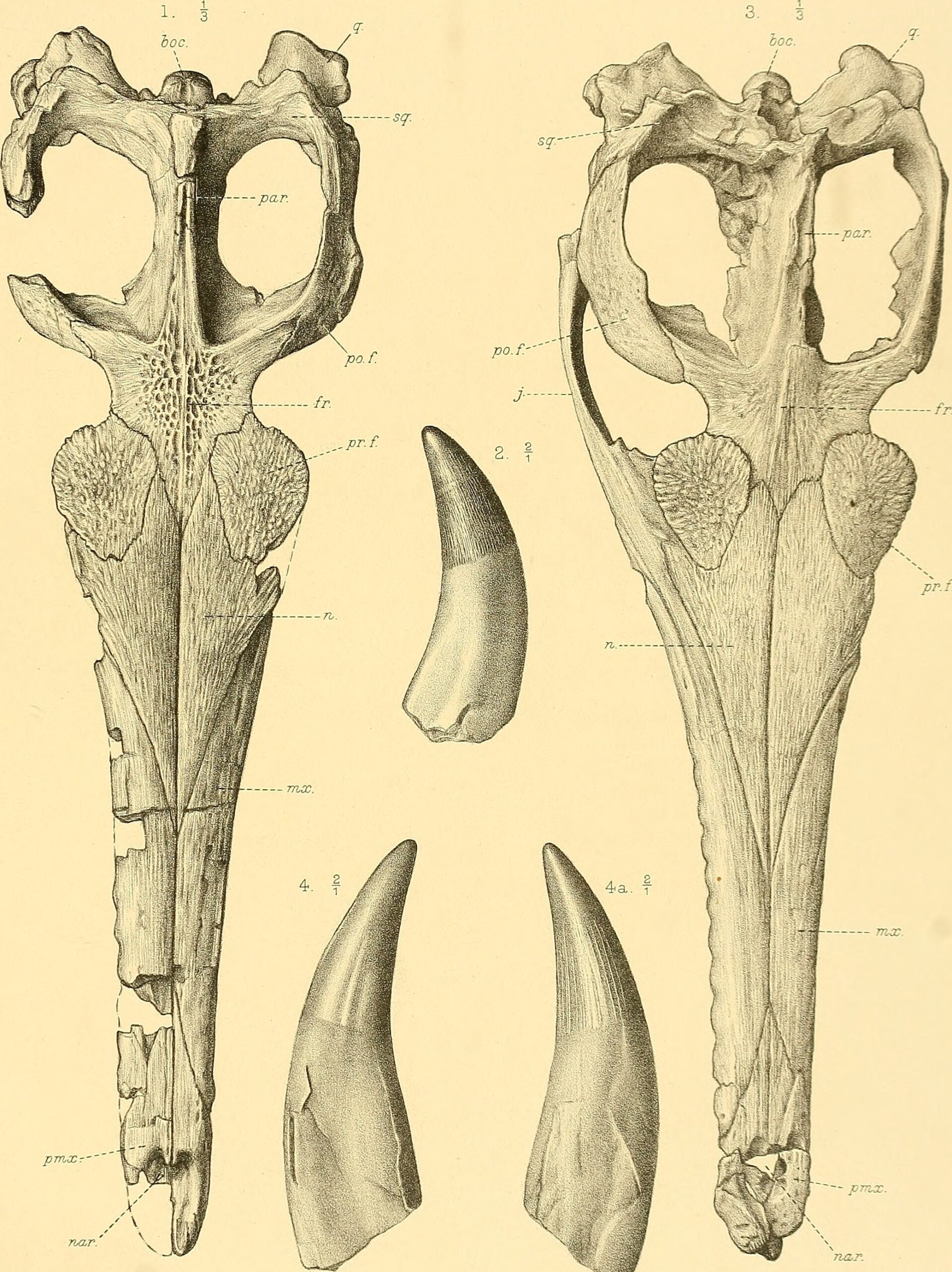 Marine Monsters: When Dinosaurs Ruled the Seas (image credits: wikimedia)