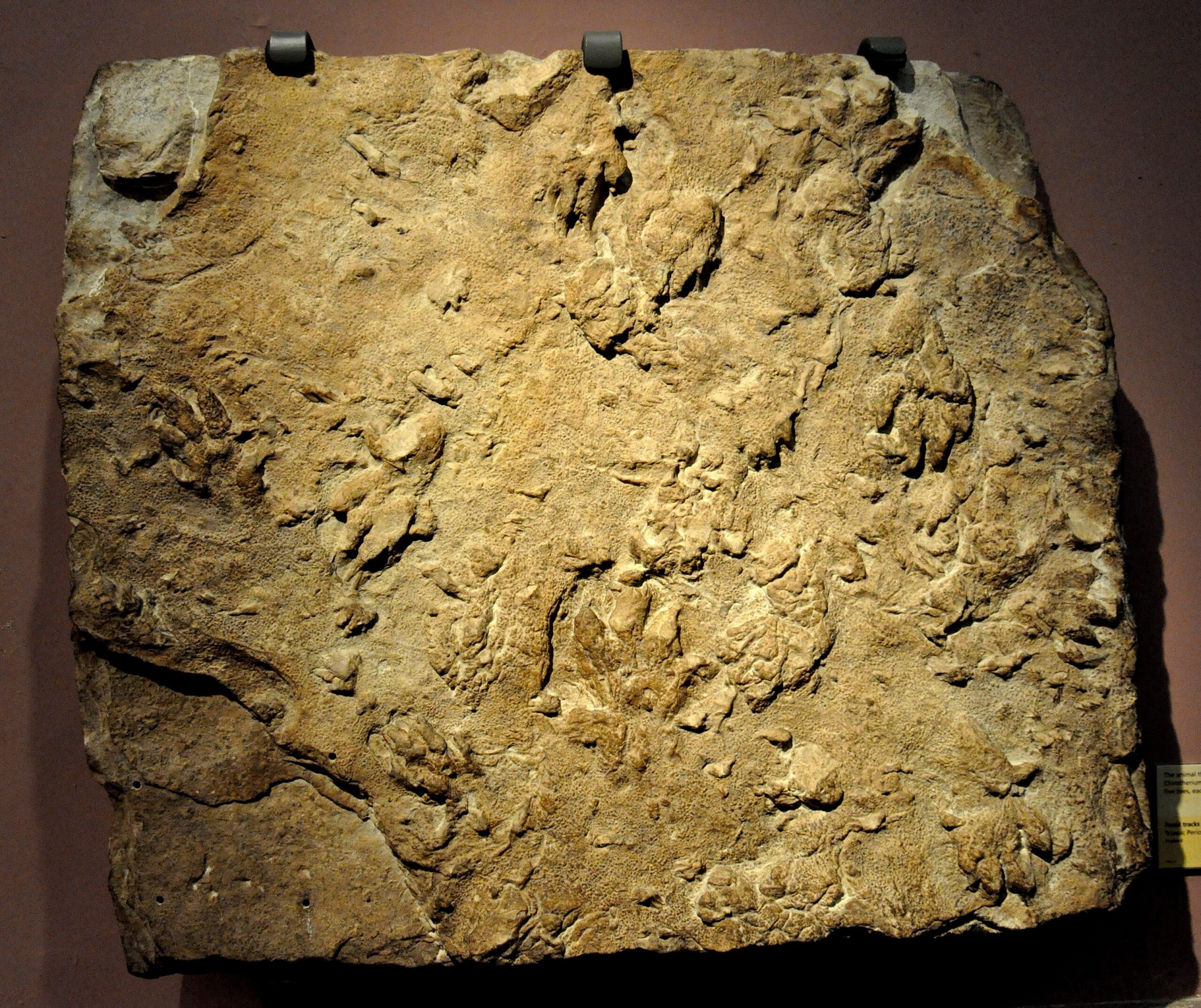 Triassic Recovery: When Life Bounced Back (image credits: wikimedia)