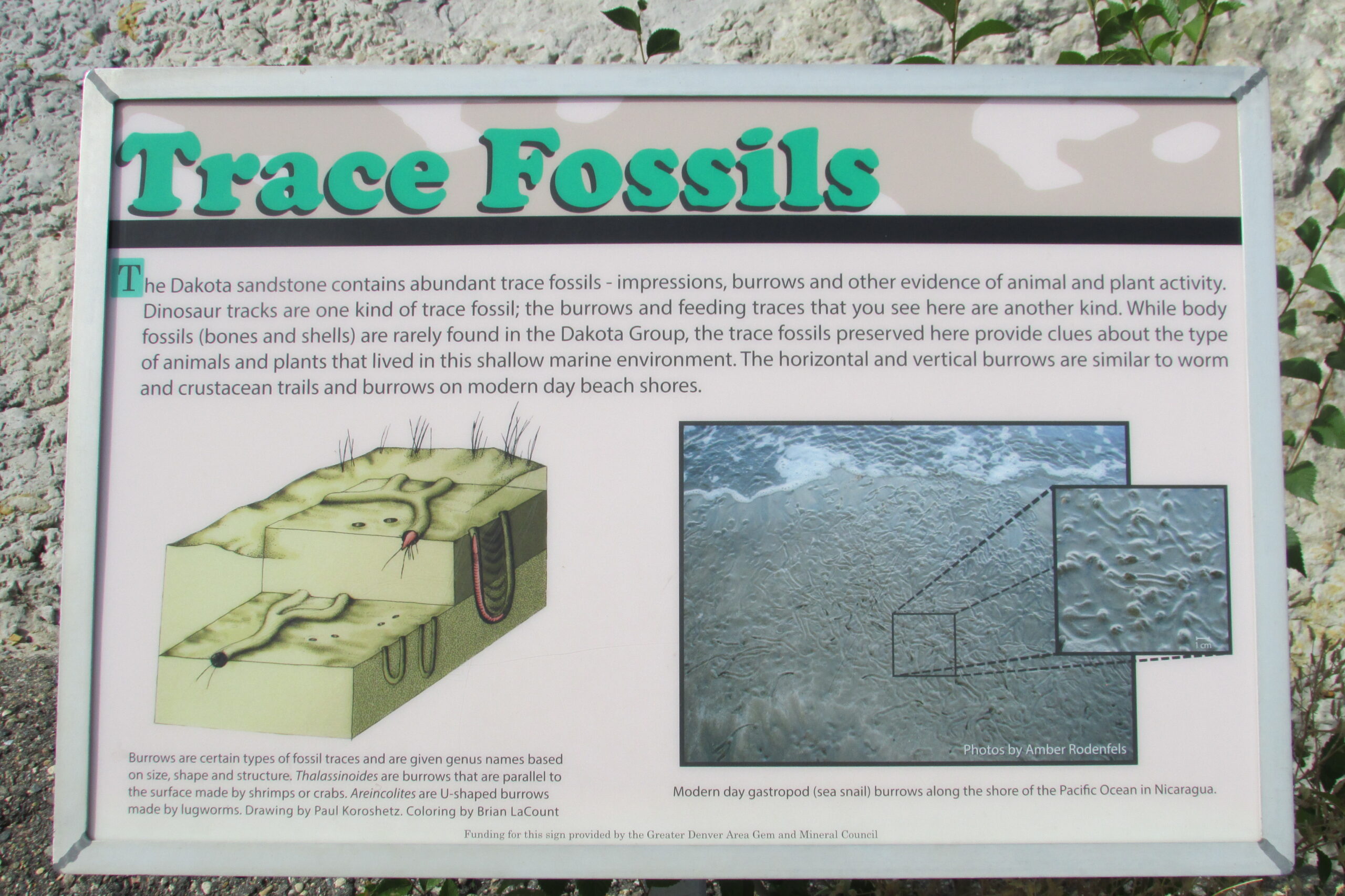 Trace Fossils: Reading the Footprints of Time (image credits: wikimedia)