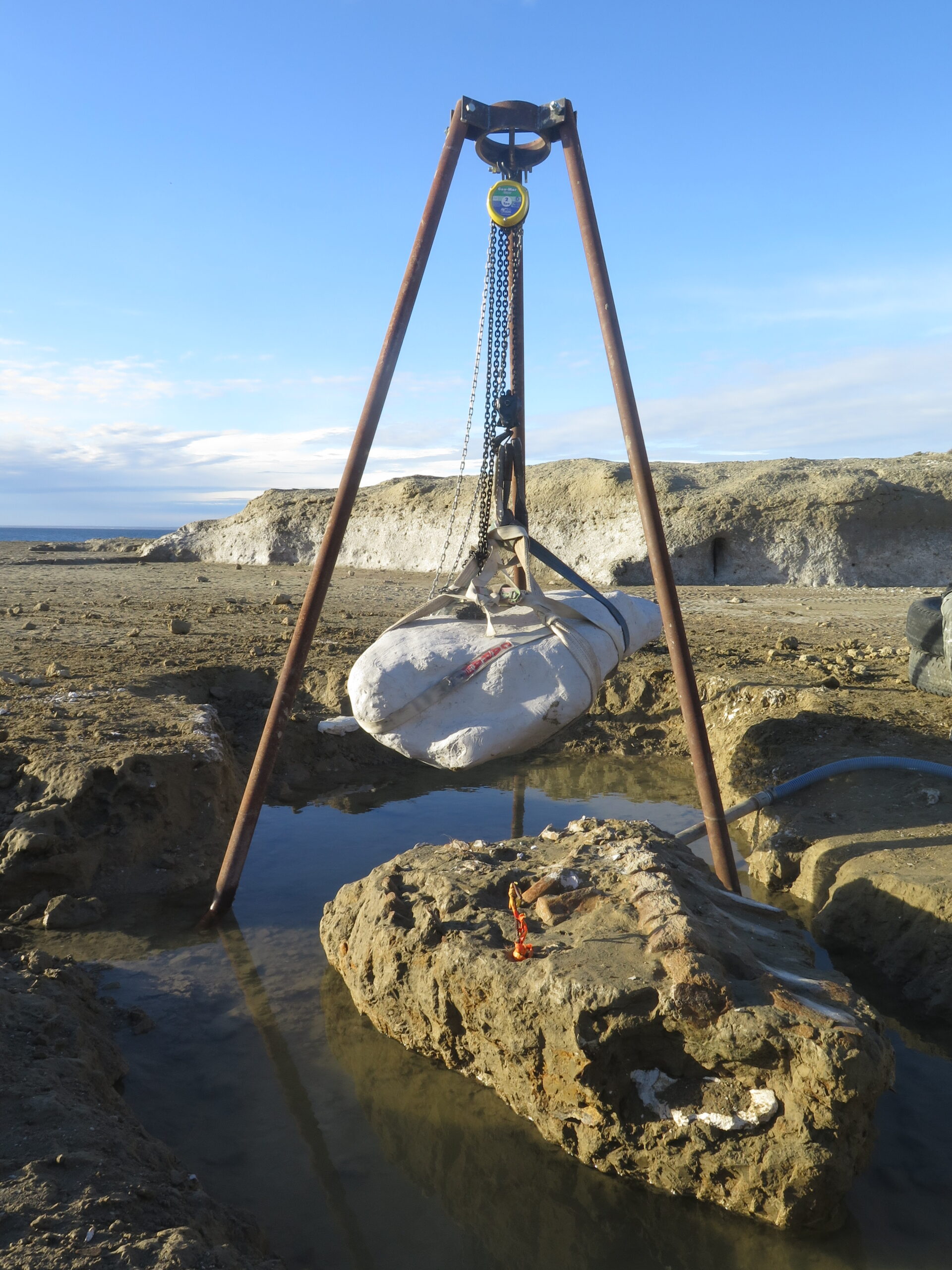 Fieldwork and Discovery: Bringing Fossils to Light (image credits: wikimedia)