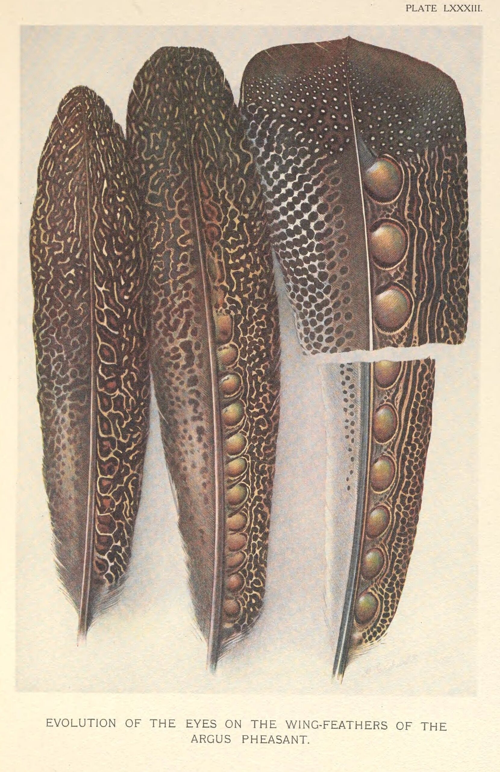 Feather Evolution: From Fuzz to Flight Perfection (image credits: wikimedia)