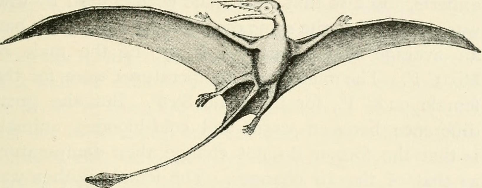 Brain Power: The Neural Evolution of Flight (image credits: wikimedia)