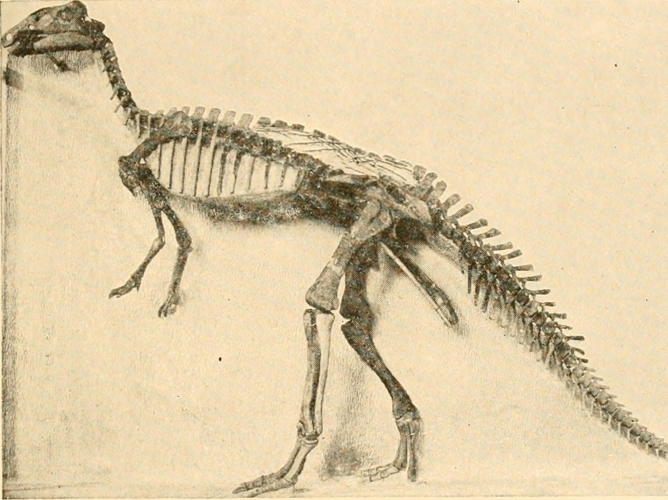 The Modern Legacy: What Dinosaurs Taught Today's Birds (image credits: wikimedia)