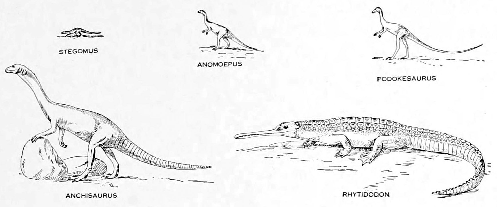 Dinosaur Intelligence: The Unfinished Evolution (image credits: wikimedia)