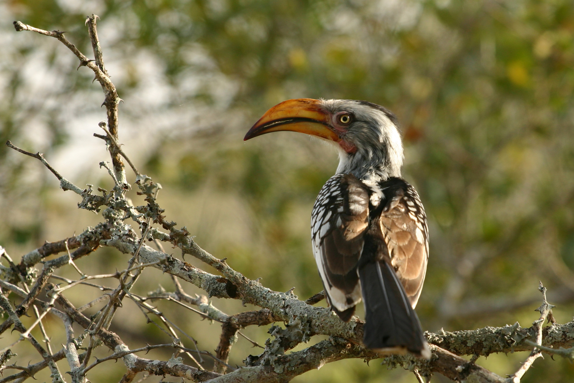 The Shocking Truth About Modern Birds (image credits: wikimedia)
