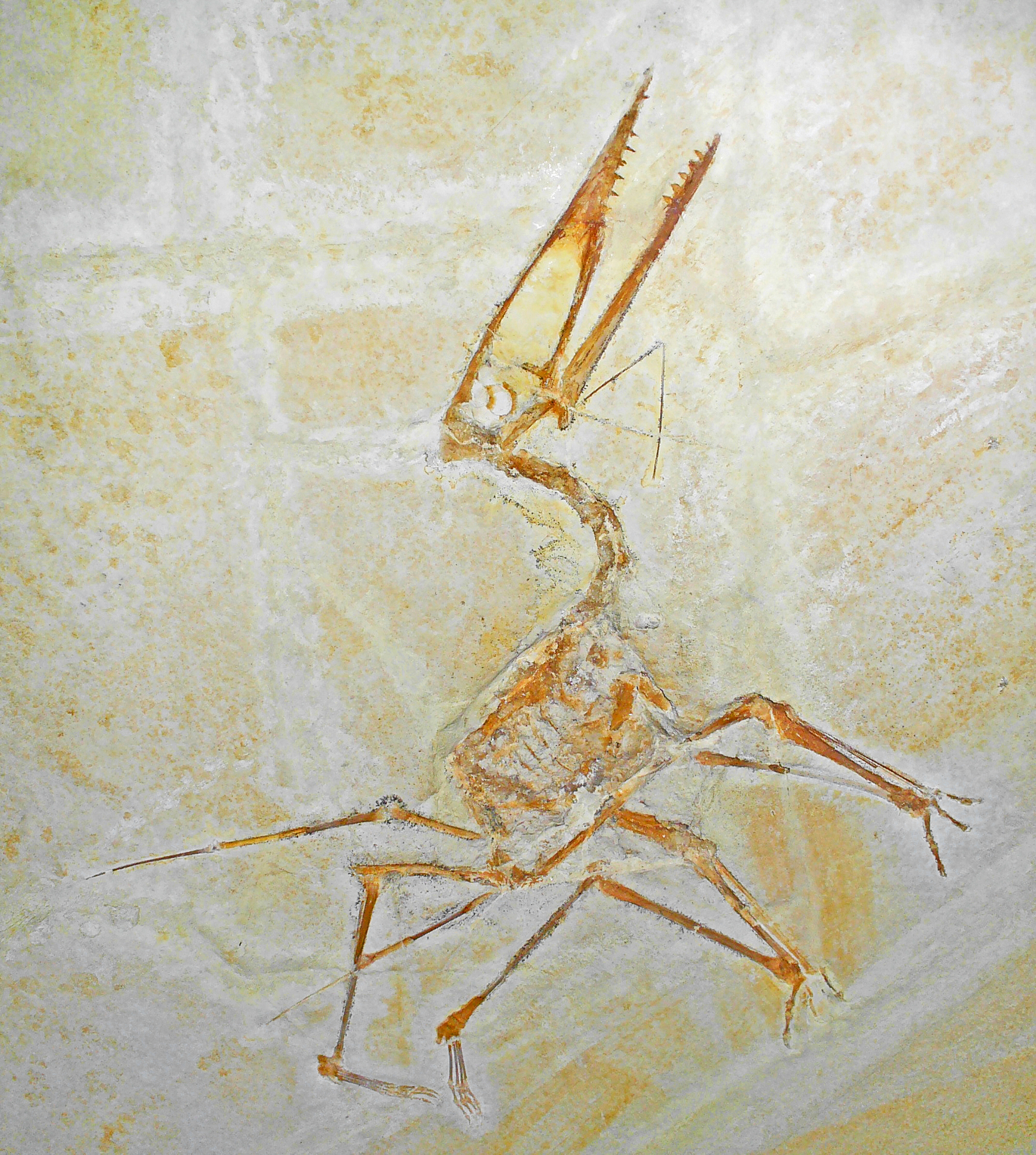 The Bone Connection That Changes Everything (image credits: wikimedia)