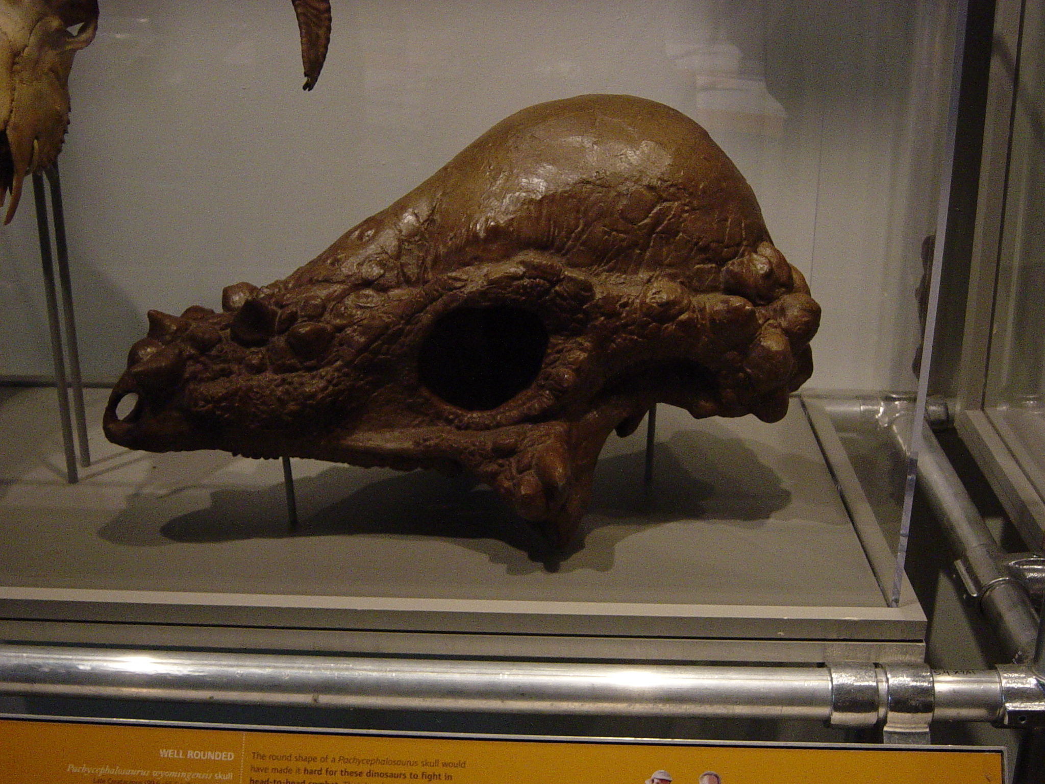 The Great Skull Thickness Debate (image credits: wikimedia)