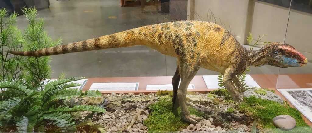 Model of Fruitadens, on display at the Museum of Western Colorado’s Dinosaur Journey Museum in Fruita, Colorado