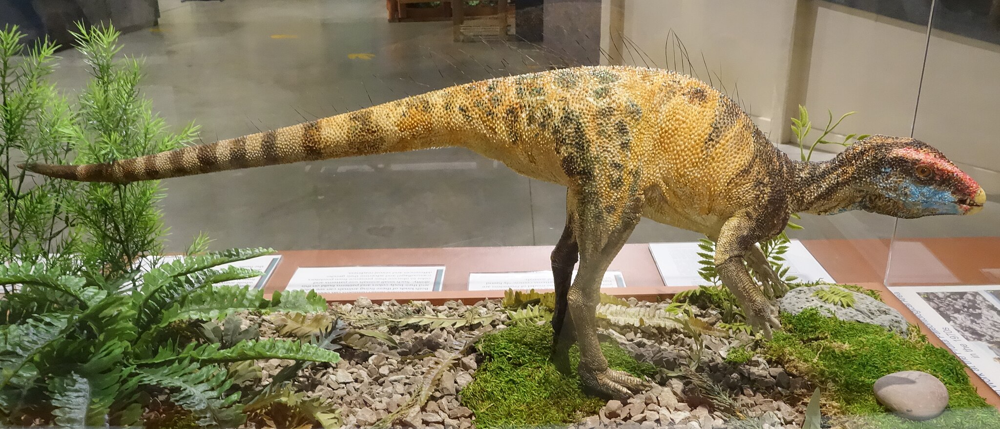 Model of Fruitadens, on display at the Museum of Western Colorado’s Dinosaur Journey Museum in Fruita, Colorado
