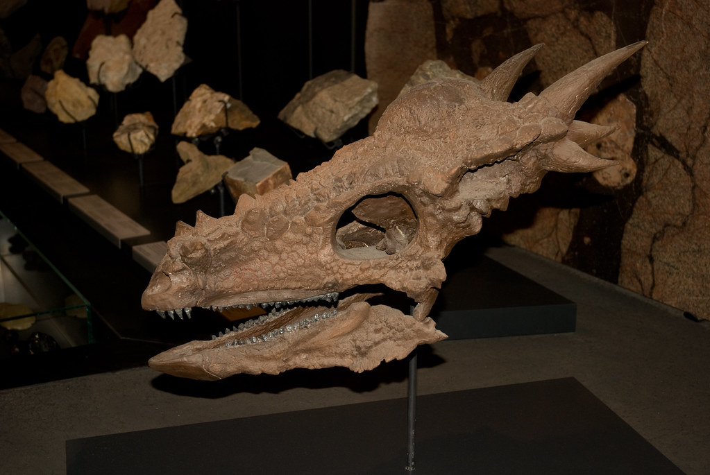 Dinosaur skull