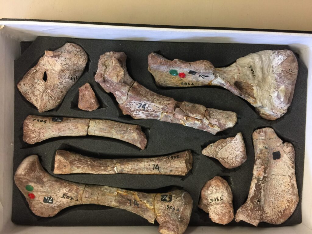Postcranial Bones