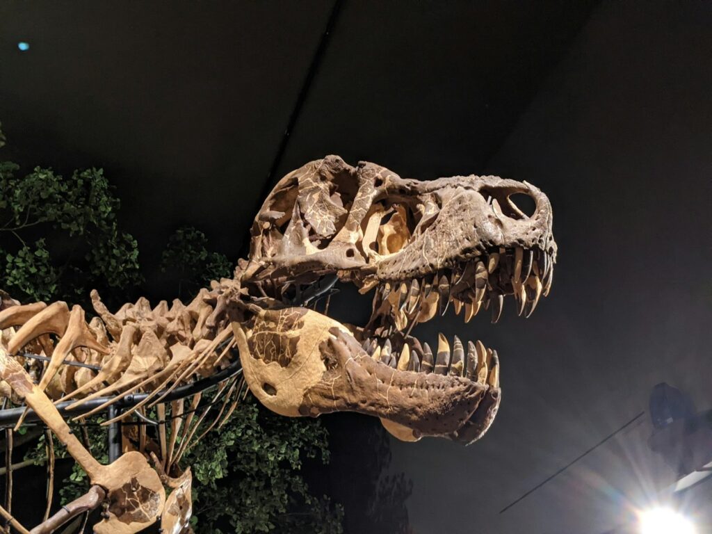 a dinosaur skeleton is displayed in a museum