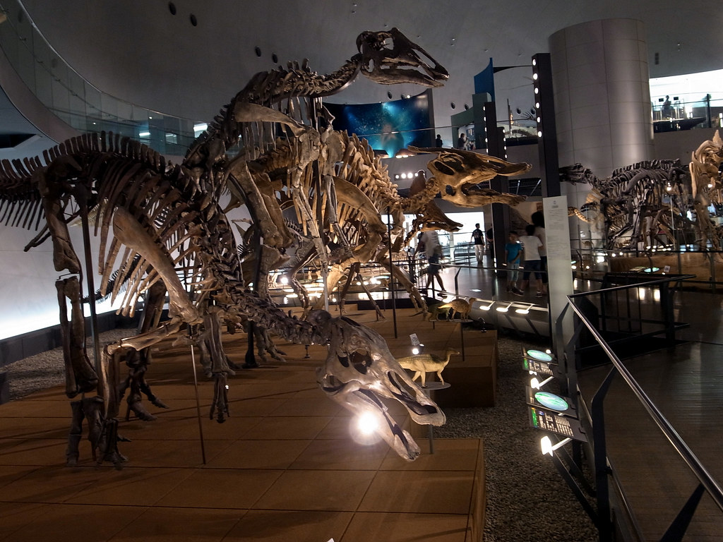 Fukui museum has pioneered techniques in fossil preparation