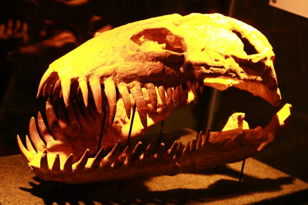 A close up of a dinosaur skull on a table