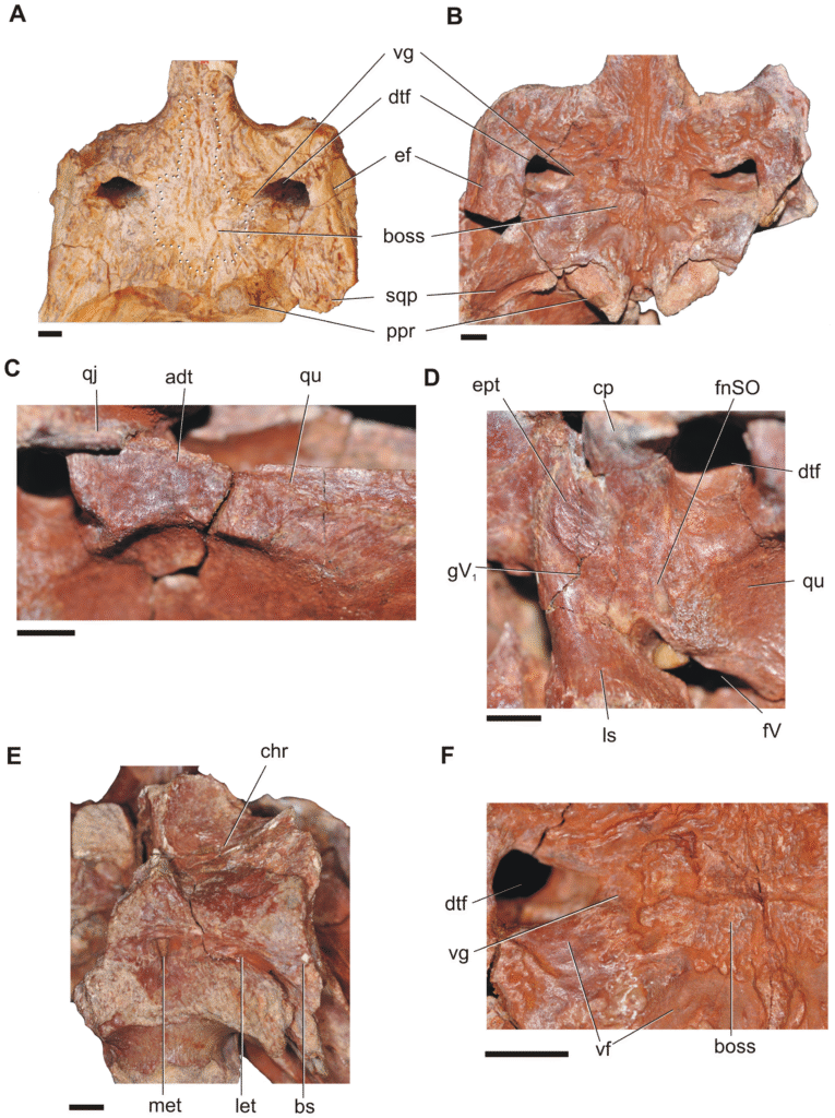 Skull / Cranial structures