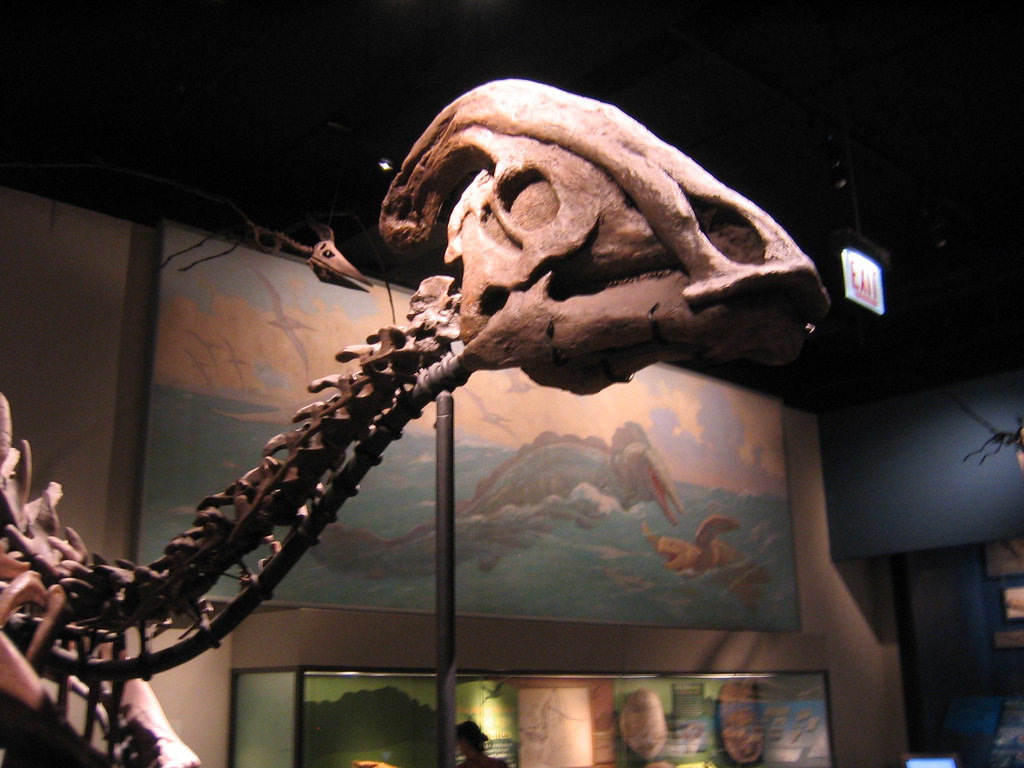 Parasaurolophus crest structure