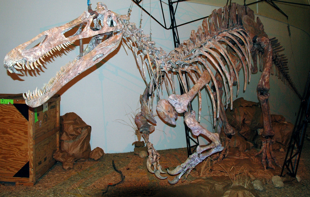 Spinosaurus skeletal
