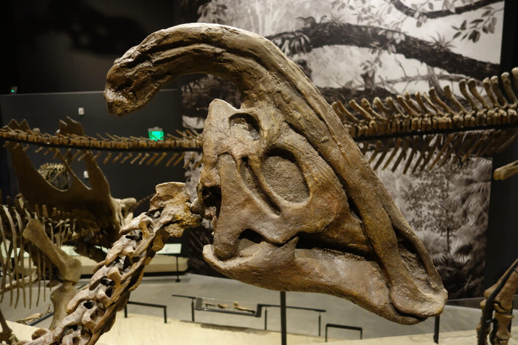 Parasaurolophus cyrtocristatus skull salt lake city