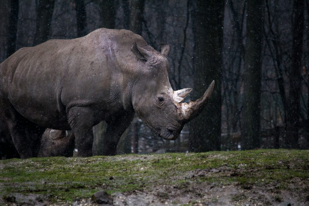 A solitary rhinoceros stands on damp, mossy ground in a forest, with light rain falling. The scene conveys a sense of solitude and resilience.