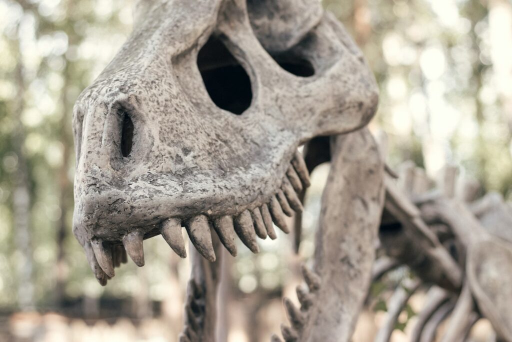 a close up of a skeleton of a dinosaur