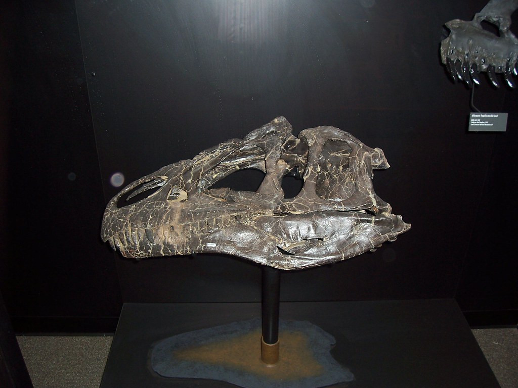 Skull Fossil