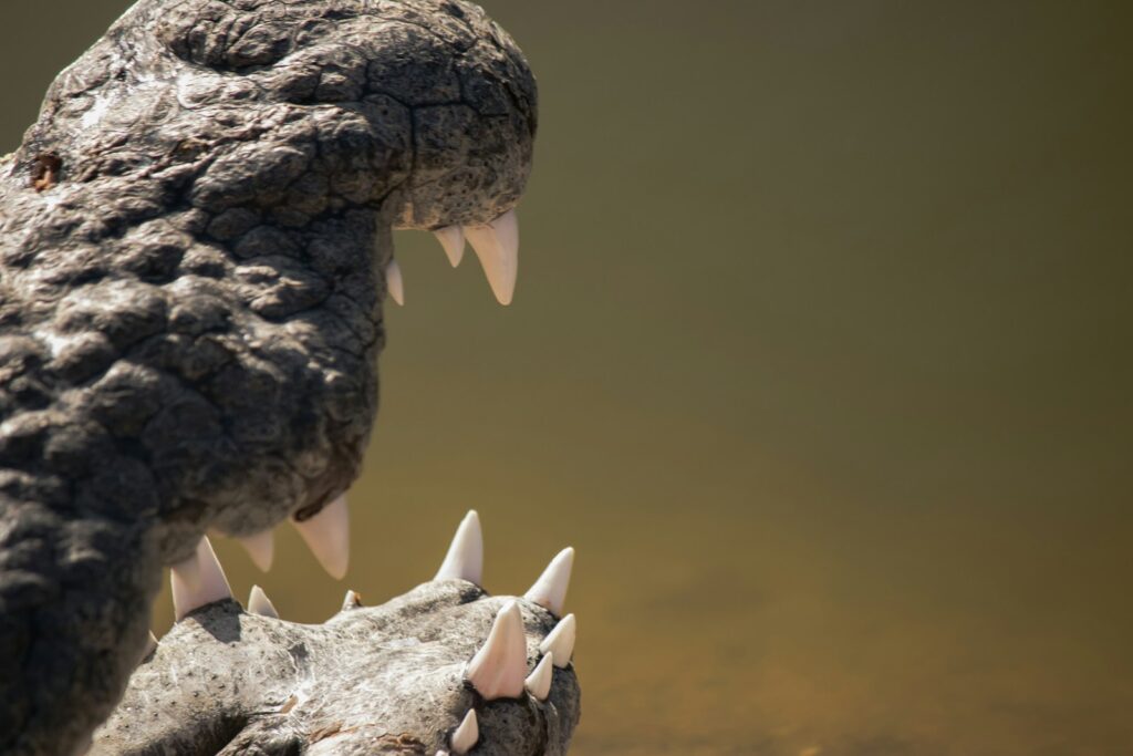 A close up of two alligators with their mouths open