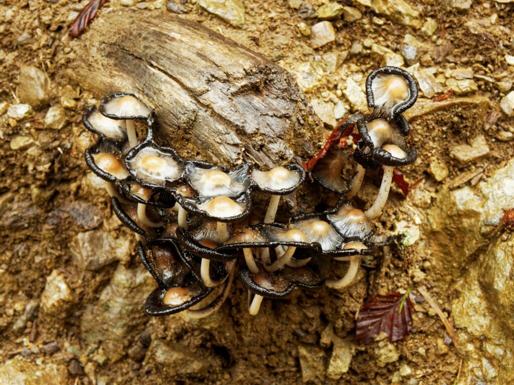 a group of ants on a log
