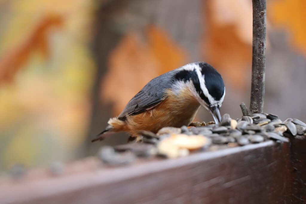 A bird is eating seeds from a bird feeder