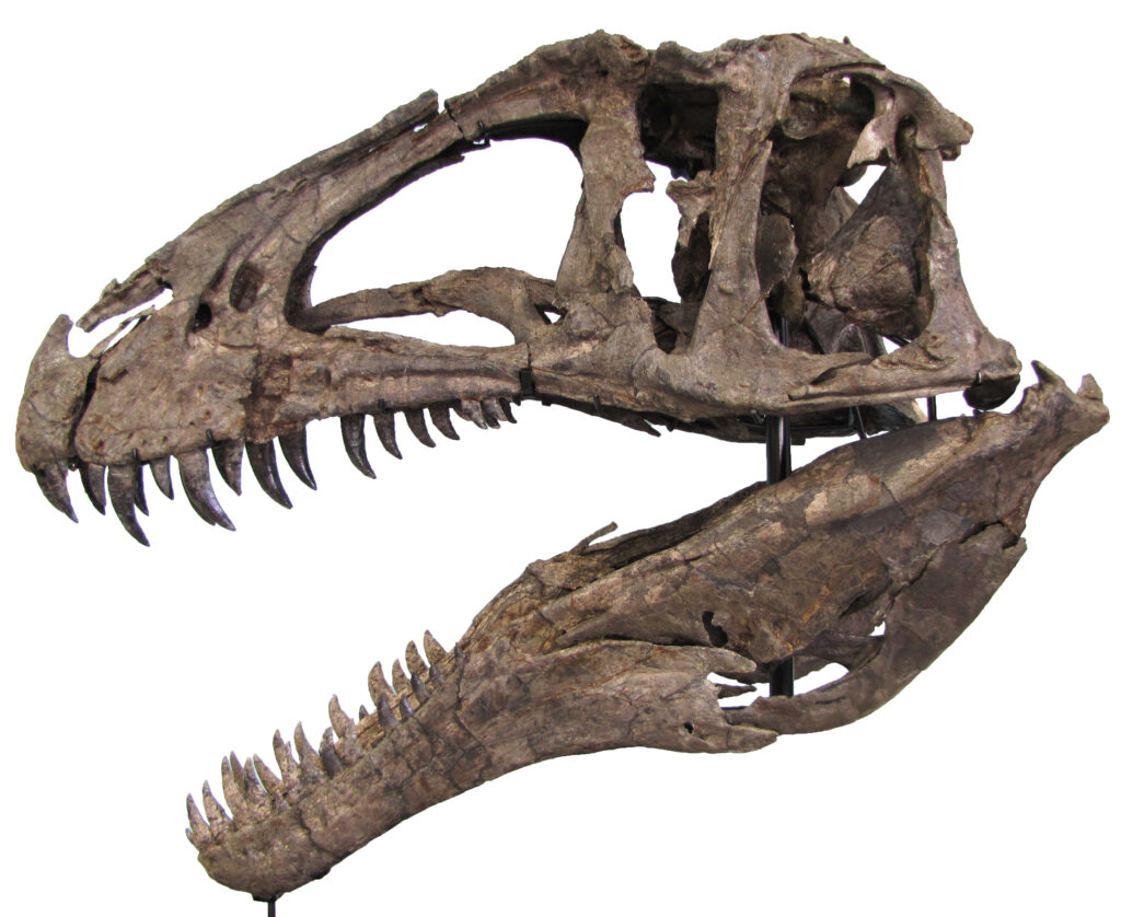 Fossilized dinosaur skull with sharp teeth. The open jaws and large eye sockets convey the creature's predatory nature, against a white background.