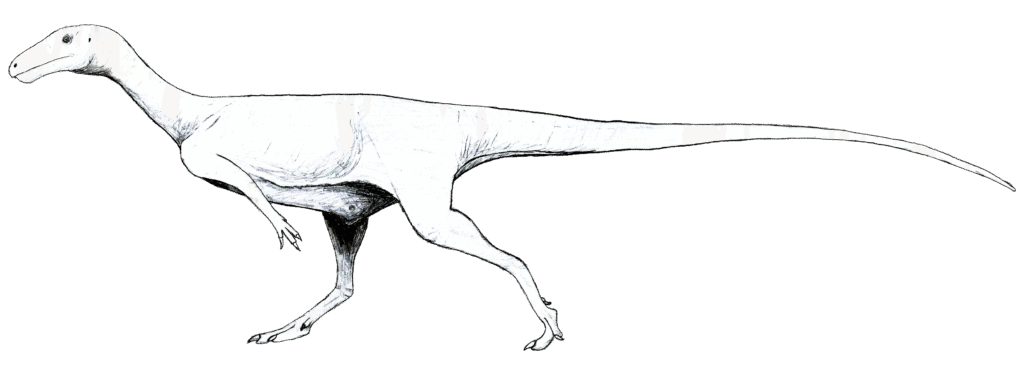 Illustration of a bipedal dinosaur, characterized by a long tail and neck. Its slender form and pointed head suggest agility and speed.