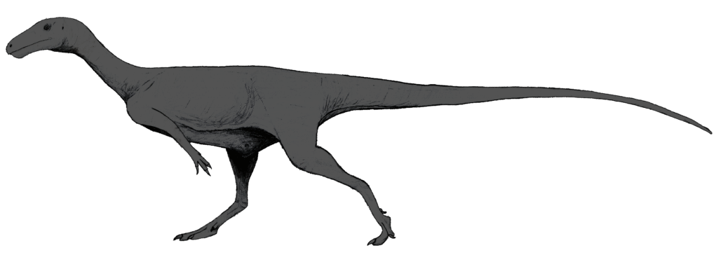 Illustration of a dinosaur with a long tail and neck, walking on two legs. It has a slender body, small forelimbs, and an alert posture.
