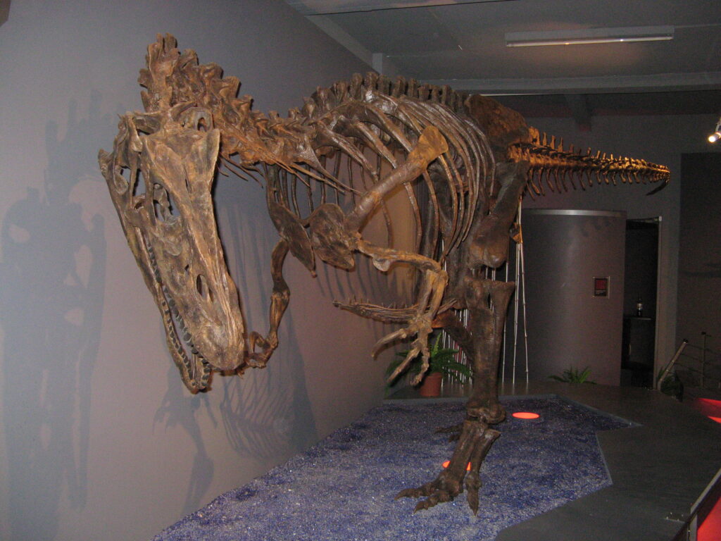 A large dinosaur skeleton displayed in a museum, lit dramatically against a gray wall. The long, toothy skull and ribcage are prominent.