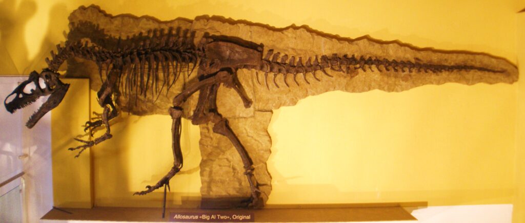 Skeleton of an Allosaurus, named "Big Al Two," displayed against a yellow wall. The large carnivorous dinosaur fossil is mounted in a walking pose.