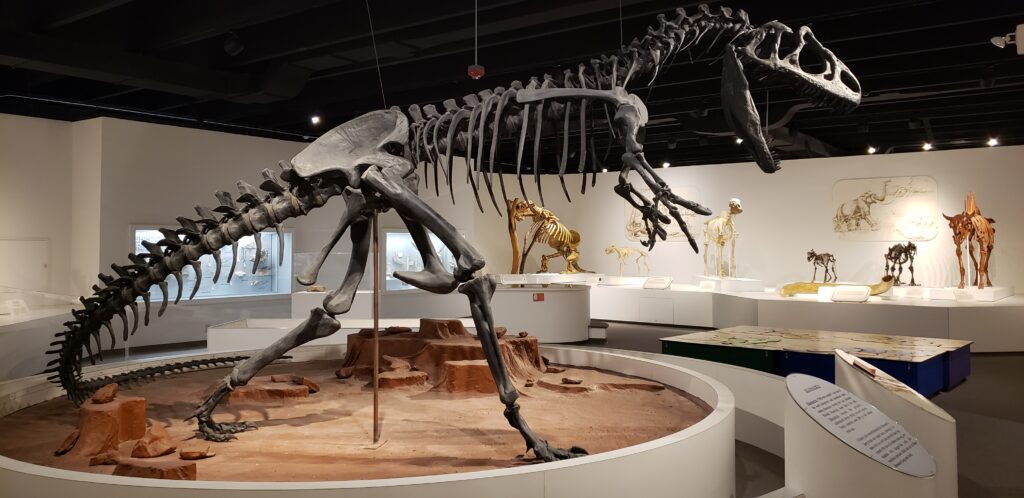 Dinosaur skeleton exhibit in a museum, featuring a large, complete skeleton of a carnivorous dinosaur in a dynamic pose. Fossil displays in the background.