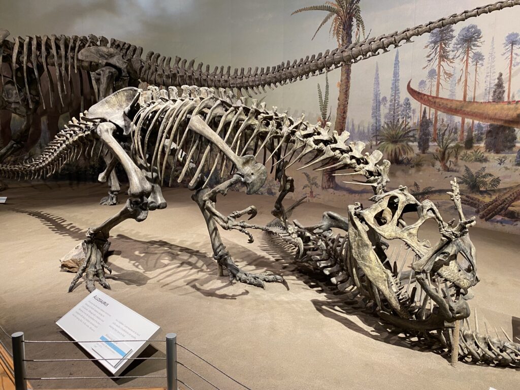 Dinosaur skeleton exhibit featuring a large predator poised over a smaller prey in a natural history museum. Background depicts a prehistoric forest scene.