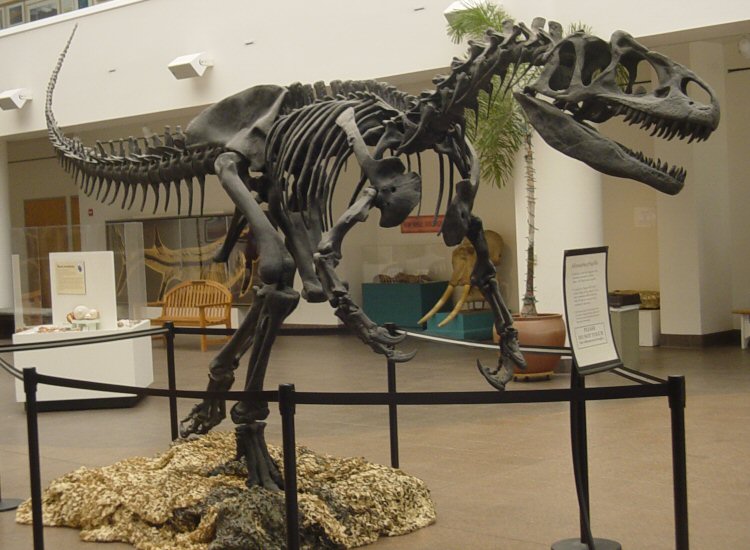 Dinosaur skeleton exhibit in a museum lobby, features a large, fierce pose surrounded by displays, plants, and informational signs.