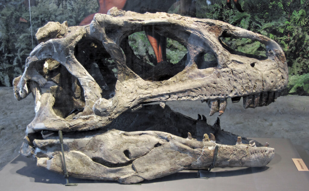 A dinosaur skull fossil displayed on a stand, featuring large eye sockets and sharp teeth. The background shows green foliage, creating a prehistoric ambiance.