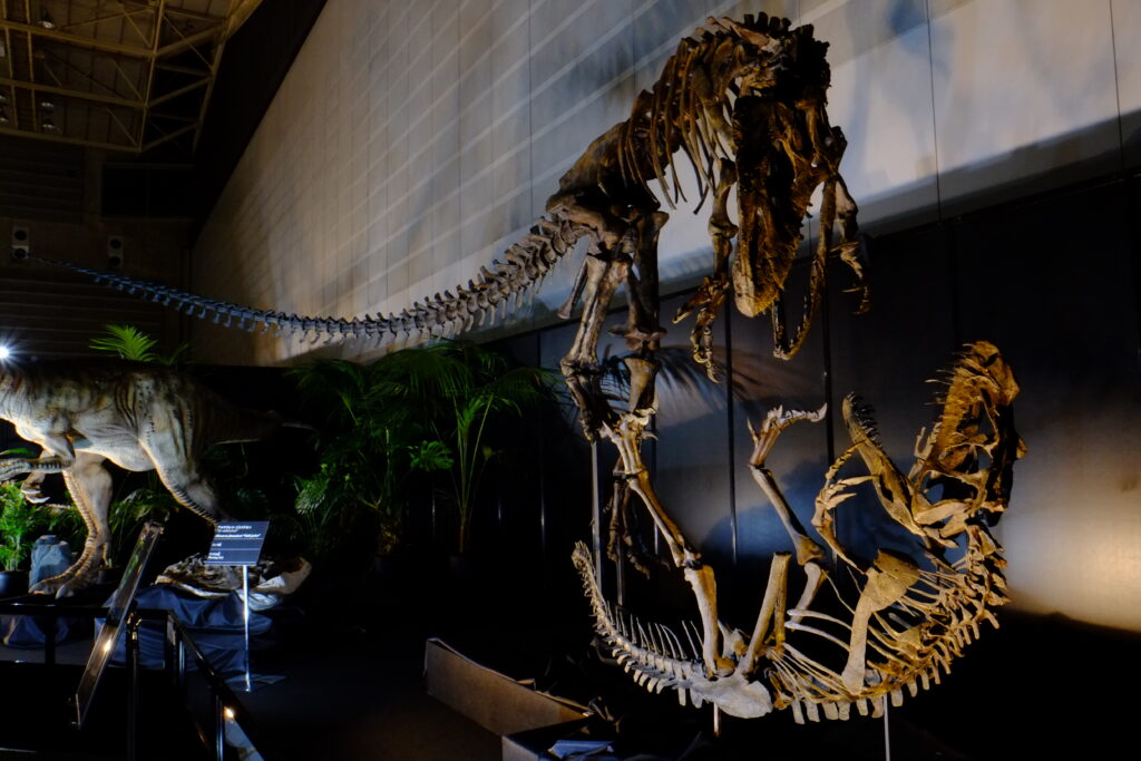 Dinosaur skeleton exhibit with a Allosaurus towering dramatically over another skeleton in an engaging display, surrounded by plants and illuminated soft lighting.