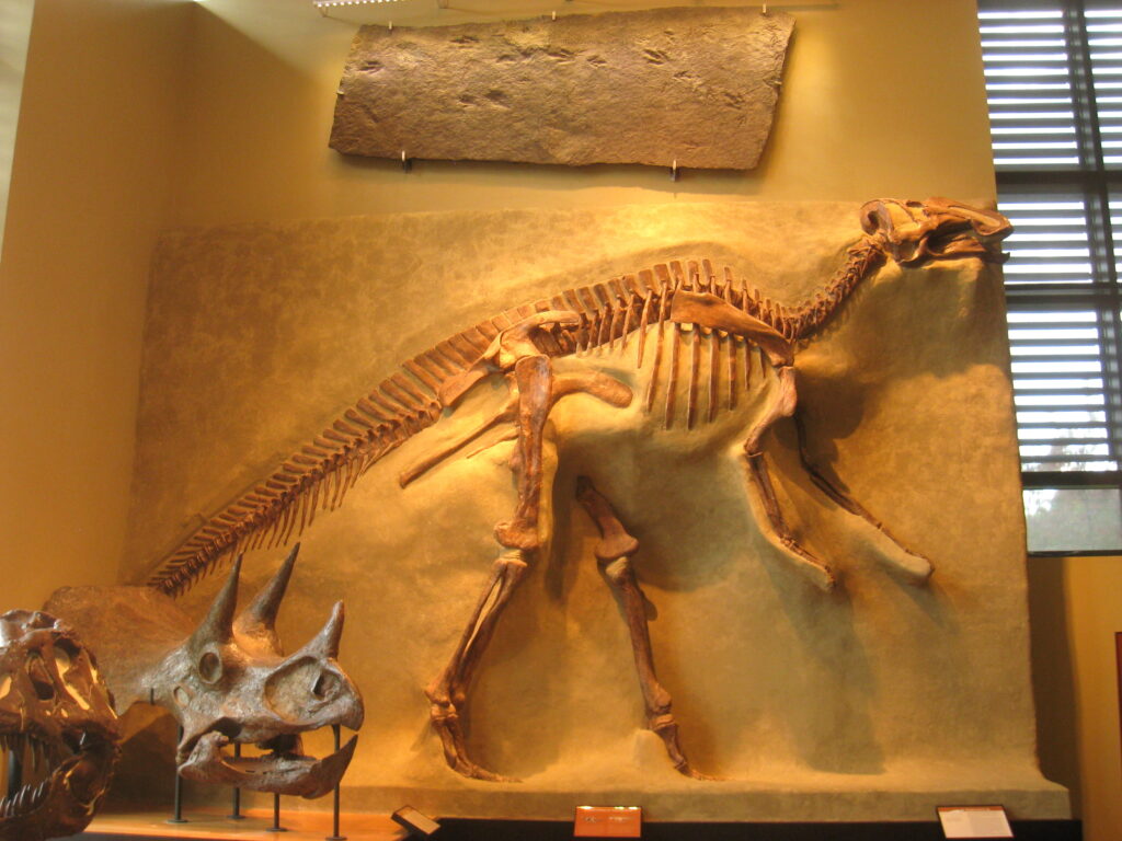 Dinosaur skeleton display in a museum, featuring a large, mounted hadrosaur with a long tail. A triceratops skull is in the foreground.