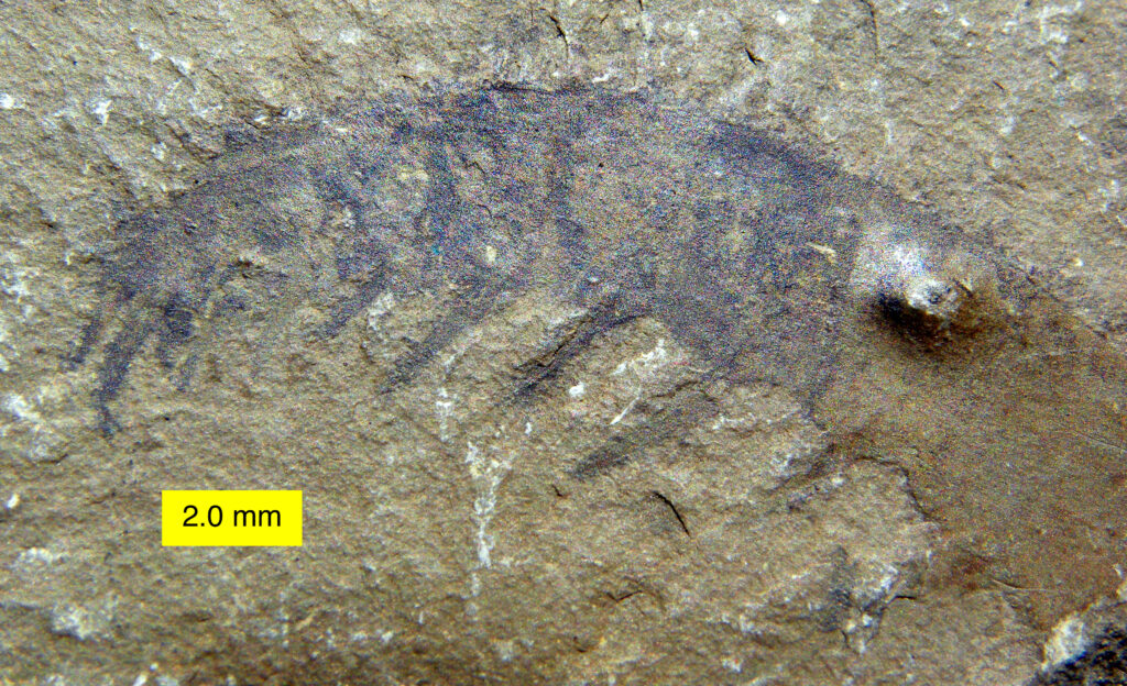 Close-up of a tiny fossilized trilobite on a textured rock surface, with a scale indicator of 2.0 mm in bright yellow, showing fine details.