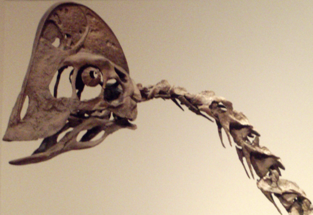 Close-up of a dinosaur skeleton's skull and curved neck bones on a beige background, conveying an ancient and mysterious tone.