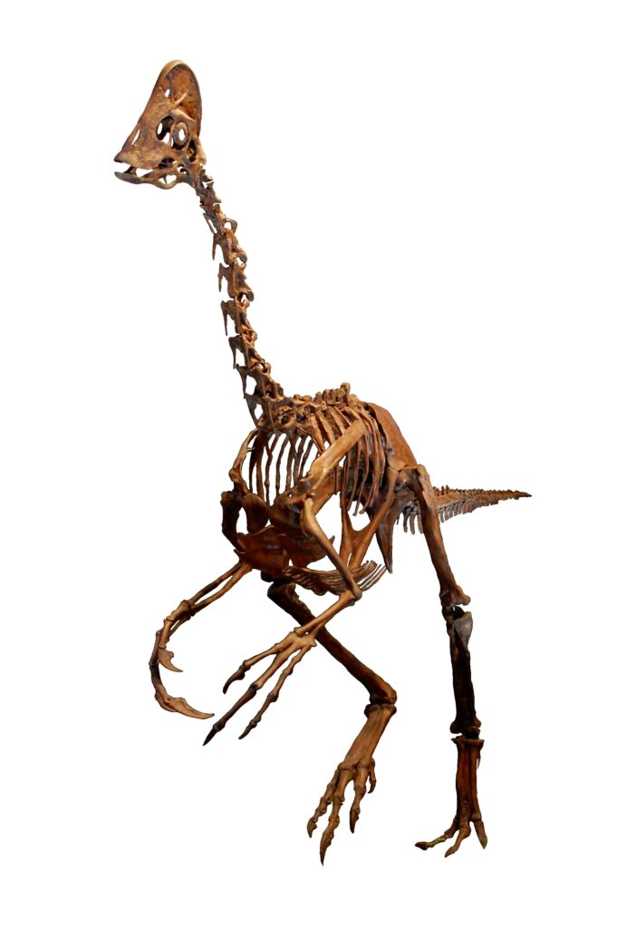 Skeleton of a bipedal dinosaur standing upright. It has a long neck and tail, with slender limbs and sharp claws, on a white background.