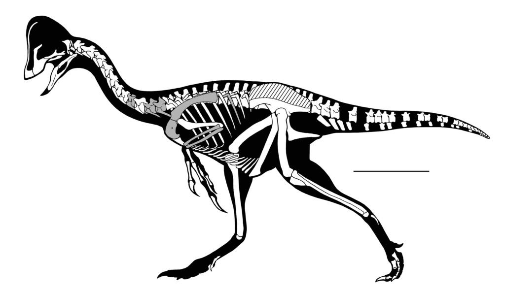 Silhouette of a dinosaur, featuring a detailed skeletal structure in white. It has a domed head, elongated neck, and tail, highlighting its unique anatomy.
