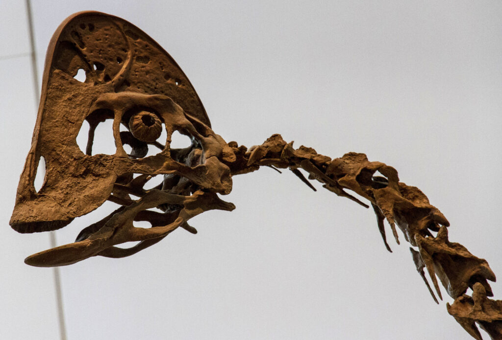 Close-up of a dinosaur fossil's skeletal head and neck, showing intricate bone structures against a neutral background, conveying a sense of ancient mystery.